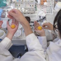 Stanford course teaches students the science of art materials