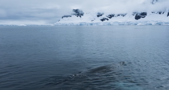 Missing Giants: The lasting wound of indutrial whaling (mini-documentary)