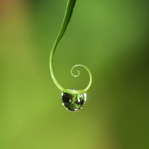 photo by Susan McConnell